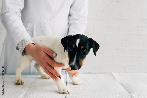 Close-up puppy Jack Russell Terrier. Clinic for animals, scheduled examination of a dog © mtrlin