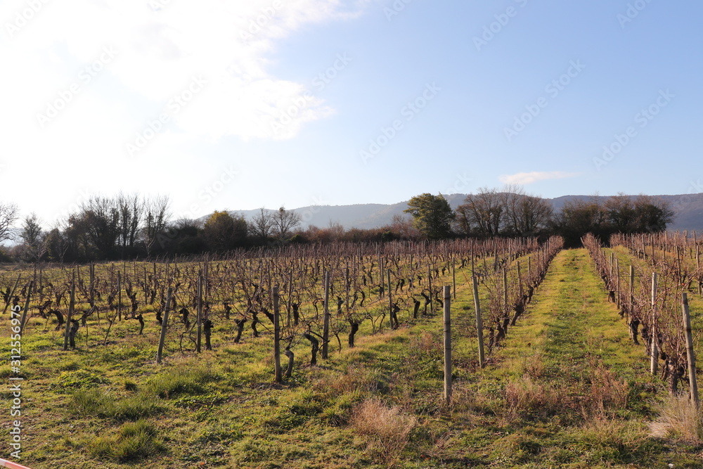 Pieds de vigne en hiver - Commune de Alba La Romaine -  Département Ardèche - France