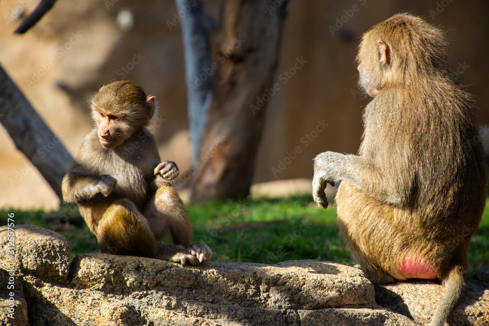 Obraz premium Baboon