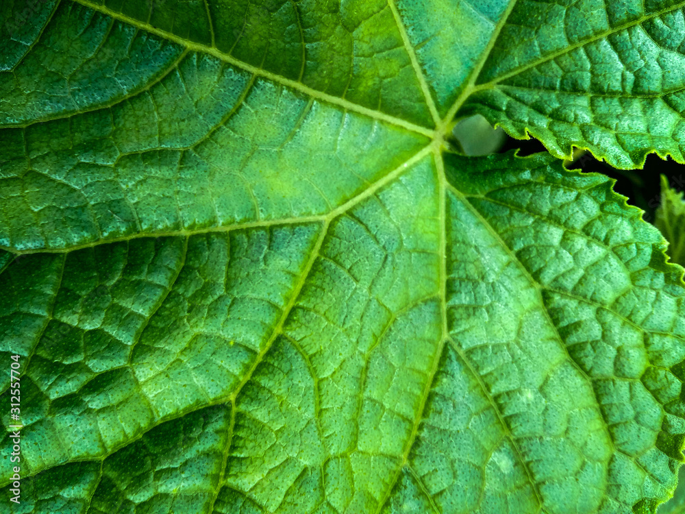 closeup of green leaf cucumber