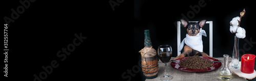 Photography Banner dogs food concept