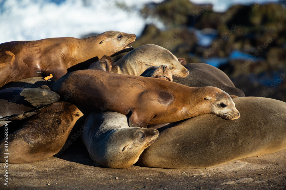 Fototapeta premium Sea Lions
