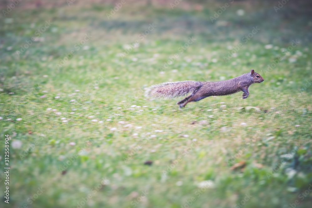 A squirrel running and jumping in an urban park A squirrel running and jumping in an urban park