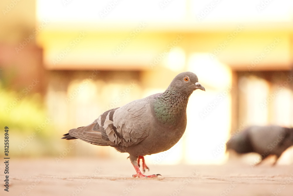 Obraz premium Pegion portrait