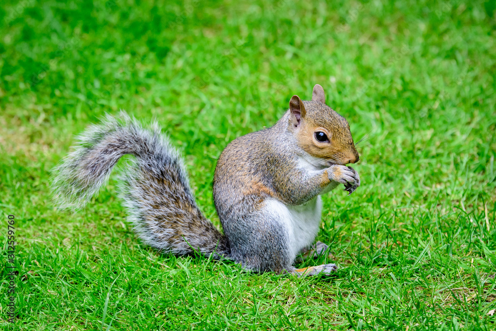 One squirrel eating an almond on green grass in a summer day in park One squirrel eating an almond on green grass in a summer day in park