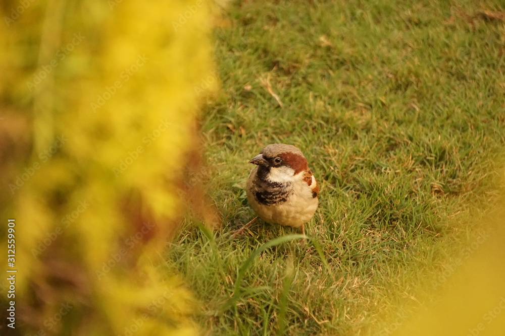 Obraz premium sparrow in the grass