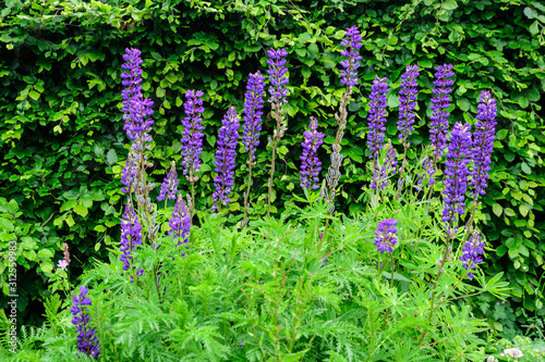 Fototapeta Naklejka Na Ścianę i Meble -  Close up of blue flowers of Lupinus, commonly known as lupin or lupine, in full bloom and green grass in a sunny spring garden in Scotland, United Kingdom