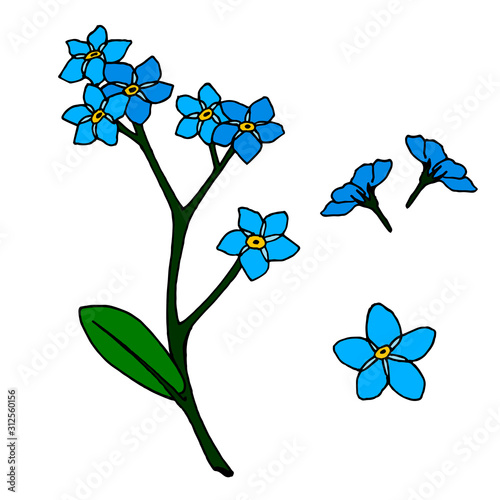 A set of blue flowers forget-me-nots.  Isolated elements on white background for your design.
