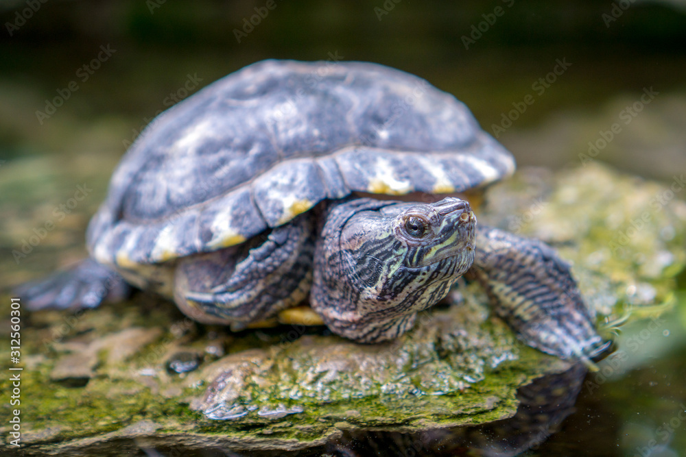 The yellow-bellied slider (Trachemys scripta scripta) is a land and water turtle belonging to the family Emydidae. This subspecies of pond slider is native to the southeastern United States. The yellow-bellied slider (Trachemys scripta scripta) is a land and water turtle belonging to the family Emydidae. This subspecies of pond slider is native to the southeastern United States.