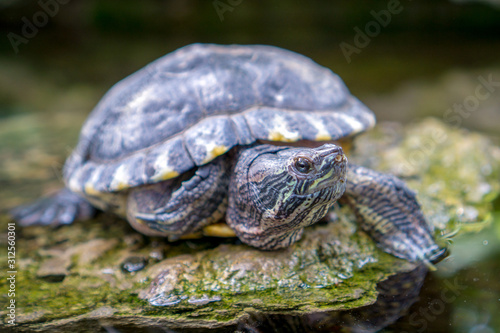 The yellow-bellied slider (Trachemys scripta scripta) is a land and water turtle belonging to the family Emydidae. This subspecies of pond slider is native to the southeastern United States.