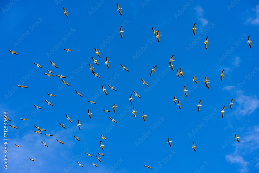 A large flock of Great white pelicans (Pelecanus onocrotalus) flying against a blue sky, Amboseli National Park, Kenya A large flock of Great white pelicans (Pelecanus onocrotalus) flying against a blue sky, Amboseli National Park, Kenya