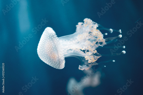 Dancing Phyllorhiza punctata jellyfish in the water. also known as the floating bell, Australian spotted jellyfish, brown jellyfish or the white-spotted jellyfish. It is native to the western Pacific.