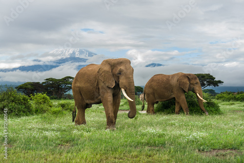 Photography African bush elephants (loxodonta africana) with Mount Kilimanjaro in background