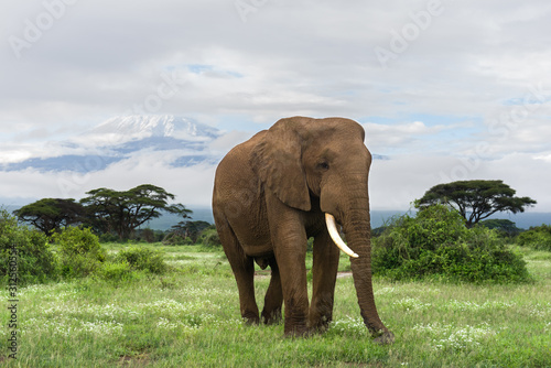 Fotografie African bush elephant (loxodonta africana) with Mount Kilimanjaro in background,