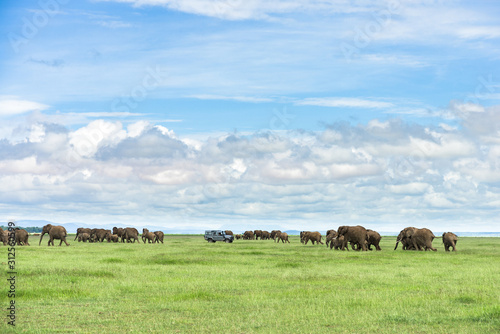 Large herd of African bush elephant (loxodonta africana) walking past 4x4 vehicle on open grassland, Amboseli National Park, Kenya