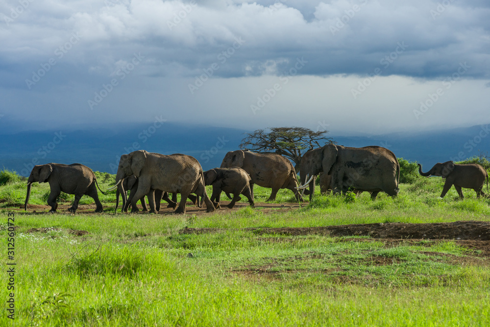 Large herd of African bush elephant (loxodonta africana) walking in open grassland, Amboseli National Park, Kenya