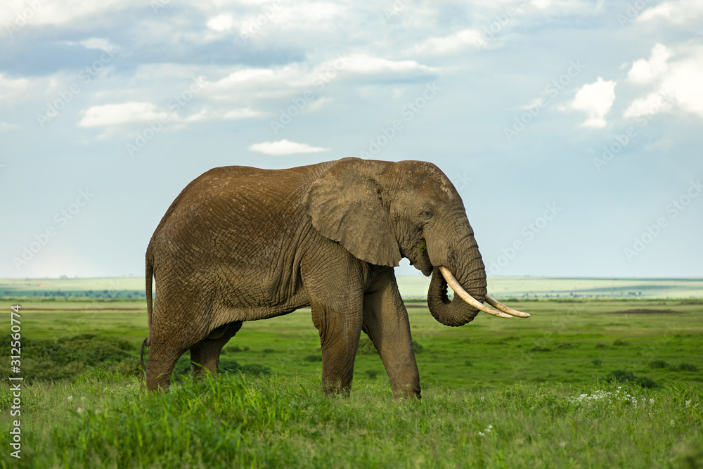 Fototapeta premium Male African bush elephant (loxodonta africana) with large tusks, Amboseli National Park, Kenya
