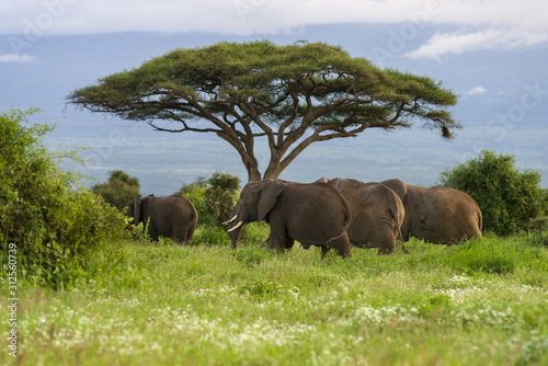 Large herd of African bush elephant  loxodonta africana  walking in grassland  Amboseli National Park  Kenya
