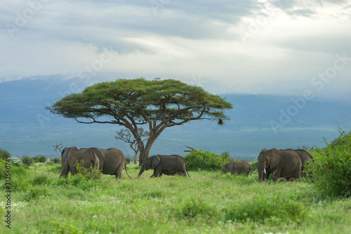 Fotografia Large herd of African bush elephant (loxodonta africana) walking in grassland, A