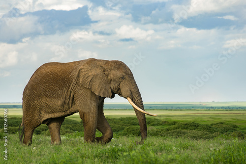 Male African bush elephant (loxodonta africana) with large tusks, Amboseli National Park, Kenya