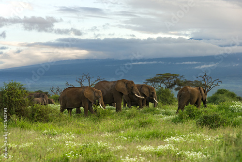 Large herd of African bush elephant  loxodonta africana  walking in open grassland  Amboseli National Park  Kenya