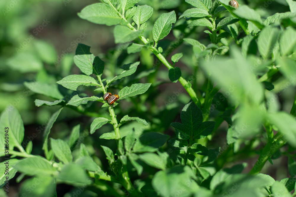 Colorado beetles eat potato crop in the garden Colorado beetles eat potato crop in the garden