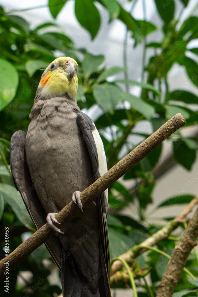 Obraz premium The cockatiel (Nymphicus hollandicus), also known as weiro bird, or quarrion, is a bird that is a member of its own branch of the cockatoo family endemic to Australia. They are prized as household pet