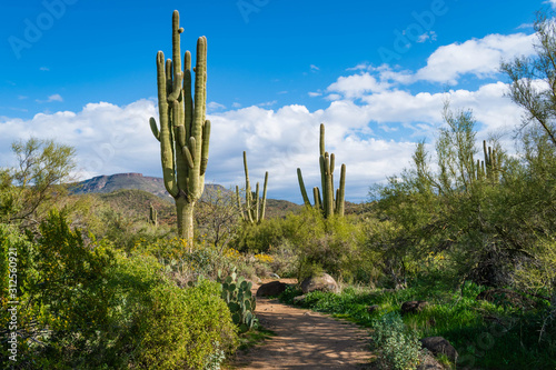 Hiking trail at Spur Cross Ranch Conservation Area in Cave Creek Arizona