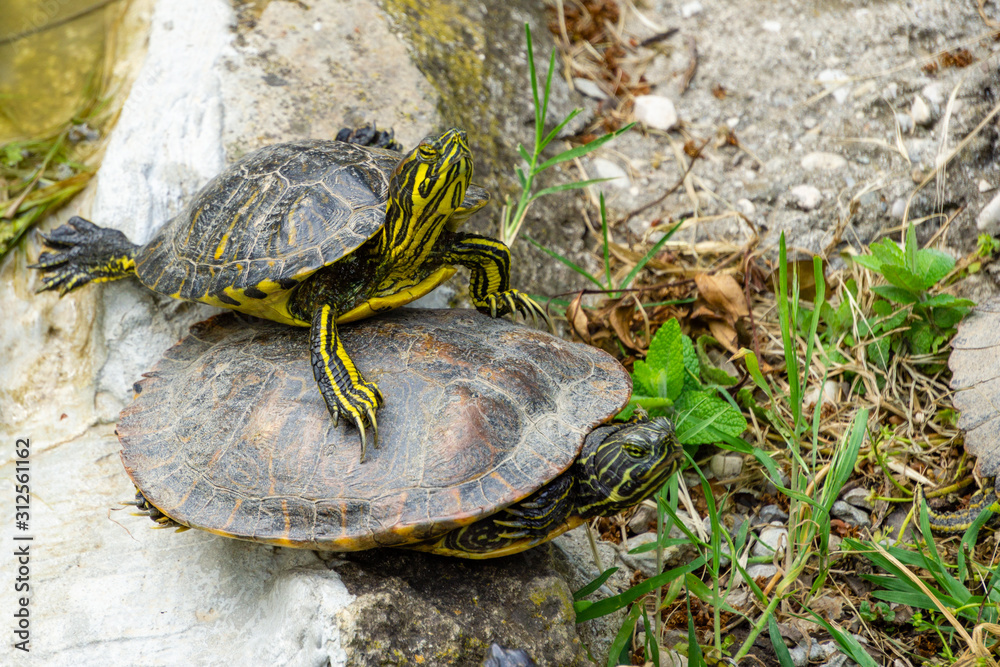 Obraz premium The yellow-bellied slider (Trachemys scripta scripta) is a land and water turtle belonging to the family Emydidae. This subspecies of pond slider is native to the southeastern United States.