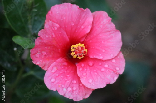red flower in the garden © Jyothi