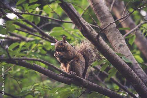 A squirrel eating in a tree