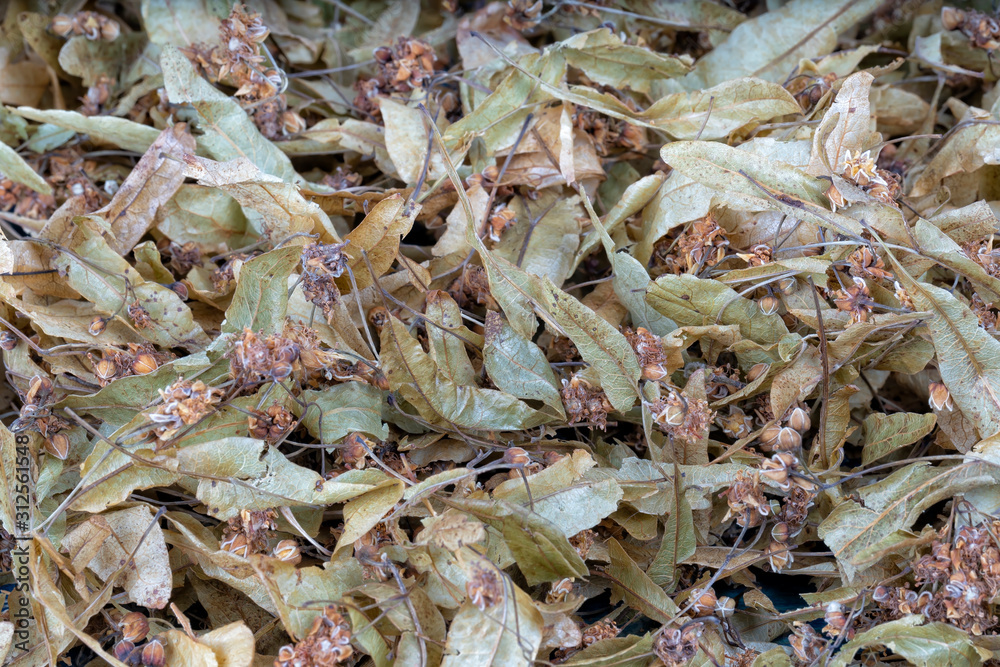 Natural dried linden tea