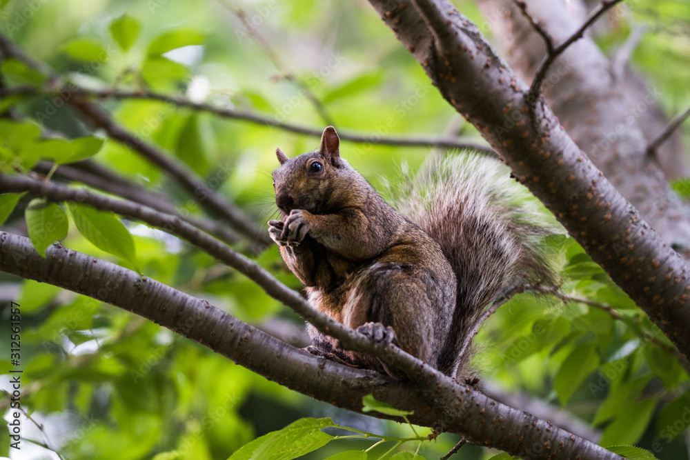 A squirrel eating in a tree A squirrel eating in a tree