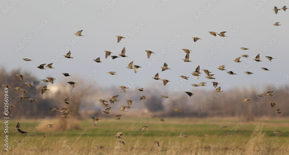 Flock of birds on blue sky, Starling, Sturnus vulgaris Flock of birds on blue sky, Starling, Sturnus vulgaris