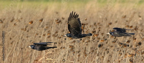 Rook in flying, Corvus frugilegus photo