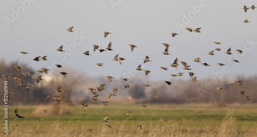 Photography Flock of birds on blue sky, Starling, Sturnus vulgaris