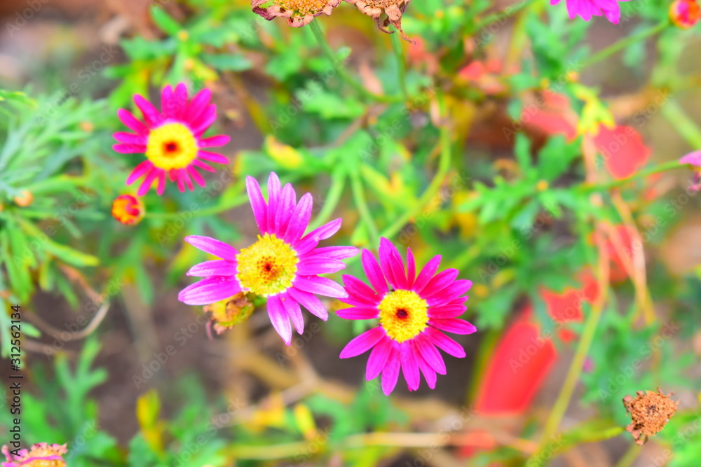 Fototapeta premium Flores