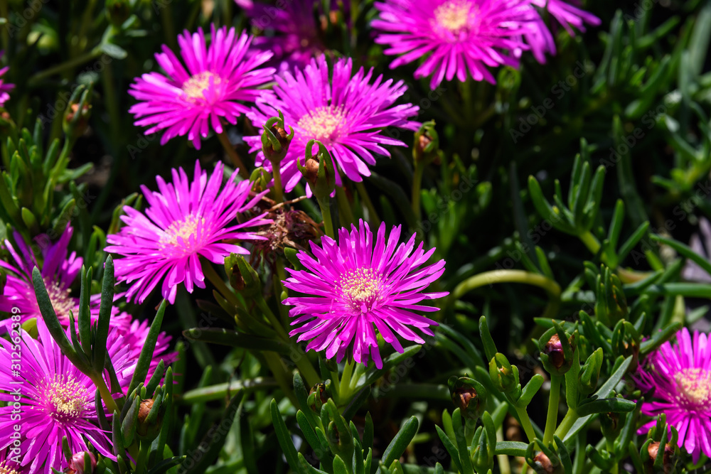 Group of pink magenta flowers of Delosperma cooperi or Mesembryanthemum cooperi, commonly known as Trailing or Hardy Ice plant, or Pink Carpet, in a garden in a sunny summer day Group of pink magenta flowers of Delosperma cooperi or Mesembryanthemum cooperi, commonly known as Trailing or Hardy Ice plant, or Pink Carpet, in a garden in a sunny summer day