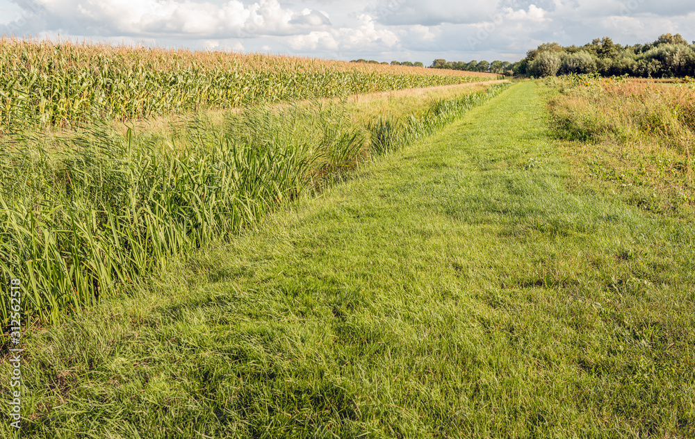 Fototapeta premium Along the field with maize cultivation