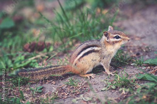 A chipmunk looking for food in an urban park