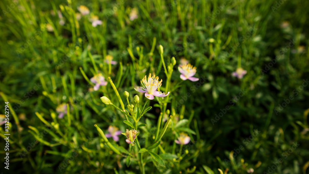 Wild flowers that grow in early spring. This type of flower often grows in tropical areas in rural rice fields Wild flowers that grow in early spring. This type of flower often grows in tropical areas in rural rice fields