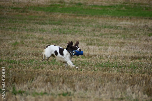 spaniel running