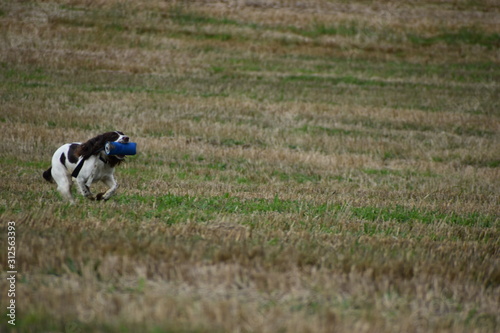 spaniel running