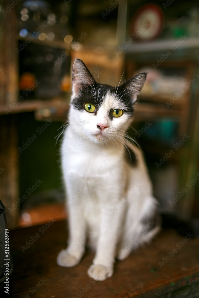 cat in front of wall