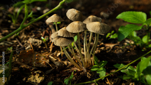 Winter wild mushroom (Mycena inclinata - known as the clustered bonnet or the oak-stump bonnet cap) in the forest