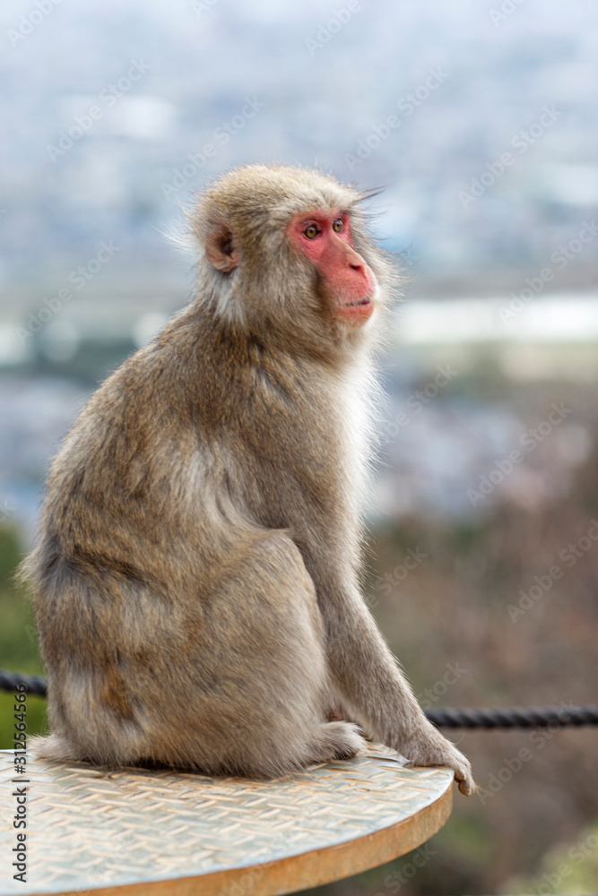 Naklejka premium Monkey in the wild in a park in Kyoto. Close-up. Vertical.