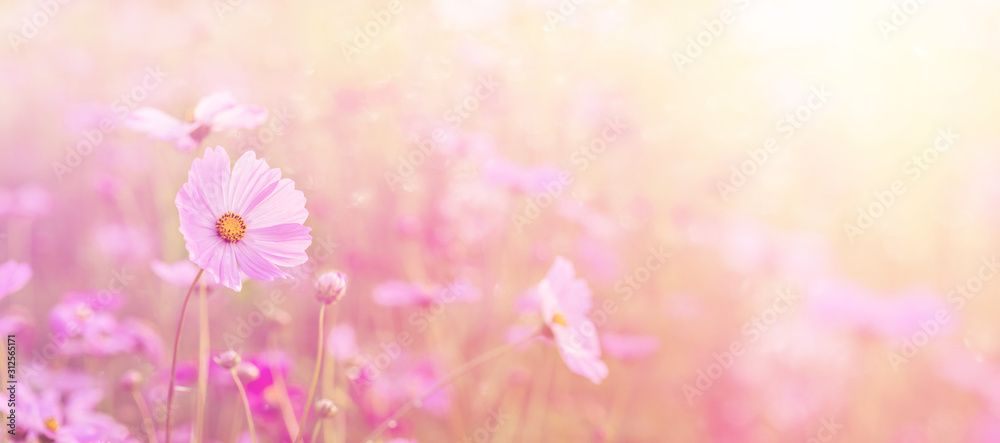 Fototapeta premium Landscape of nature background and beautiful pink and red cosmos flower field