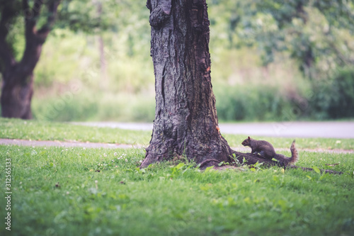 A squirrel in a park looking for food photo