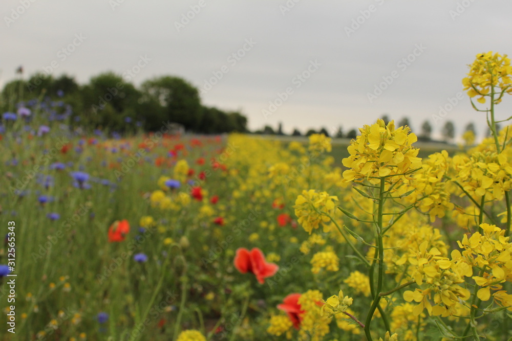 beautiful colorful wild flowers with yellow rapeseed and poppies and cornflowersin a field margin in the dutch countryside