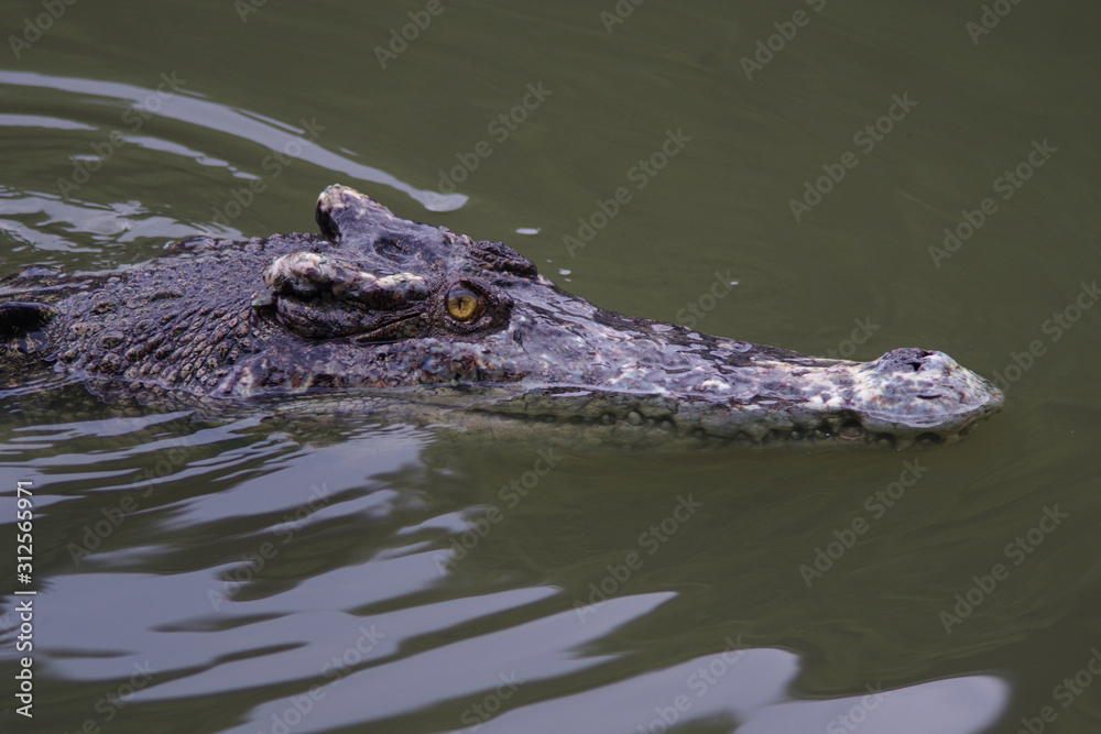 Close up of crocodile's head.